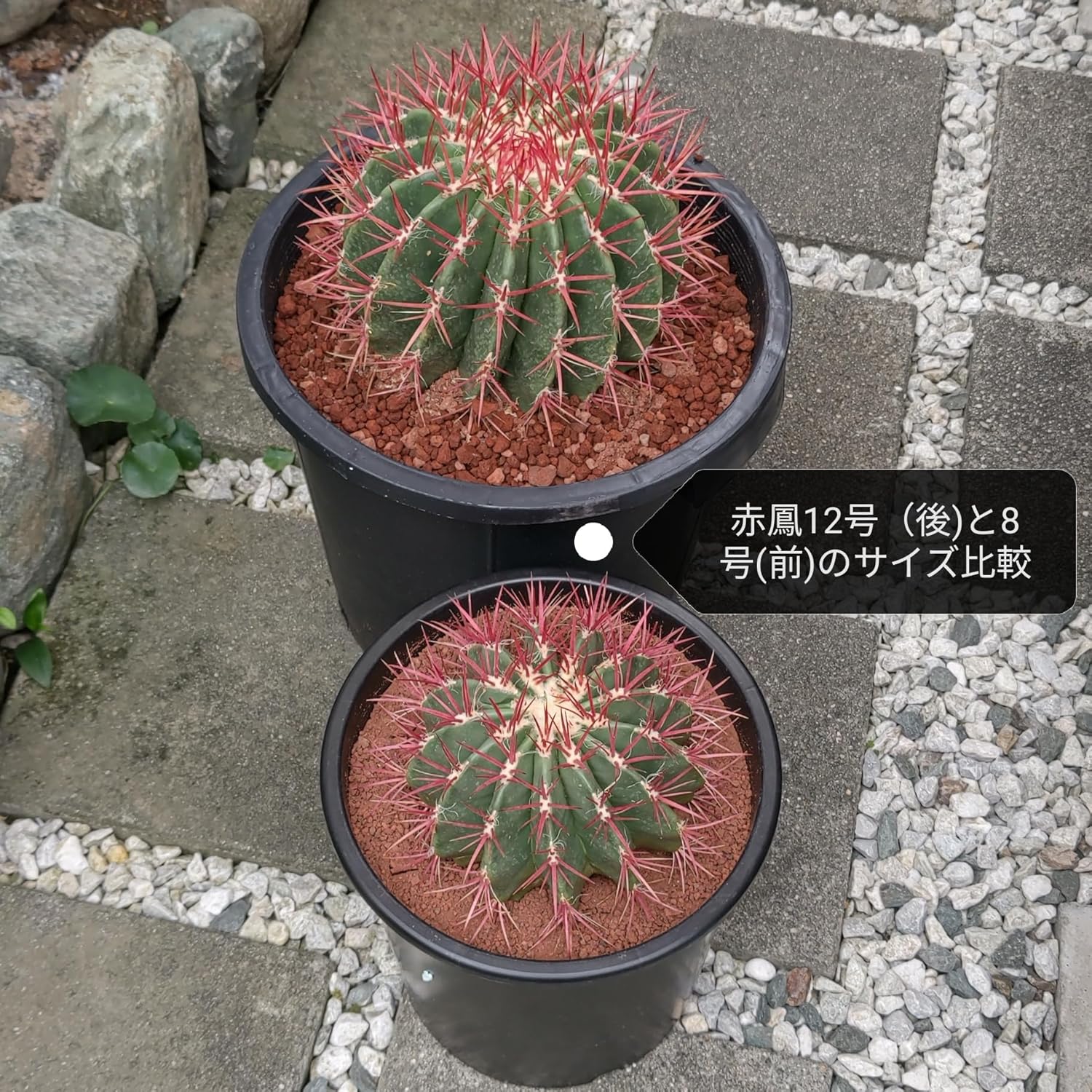 サボテン 赤鳳 12号 セキホウ フェロカクタス 美株 特特大サイズ リュウゼツラン 多肉植物 観葉植物 インテリア ギフト プレゼント 母の日 父の日 敬老の日 結婚記念日 引越し祝い 風水 (コピー)