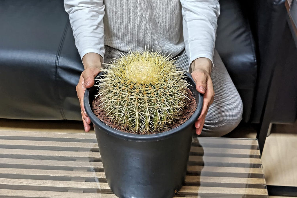 サボテン 金鯱 8号 サイズ ロックガーデン 観葉植物 アガベ インテリア 園芸