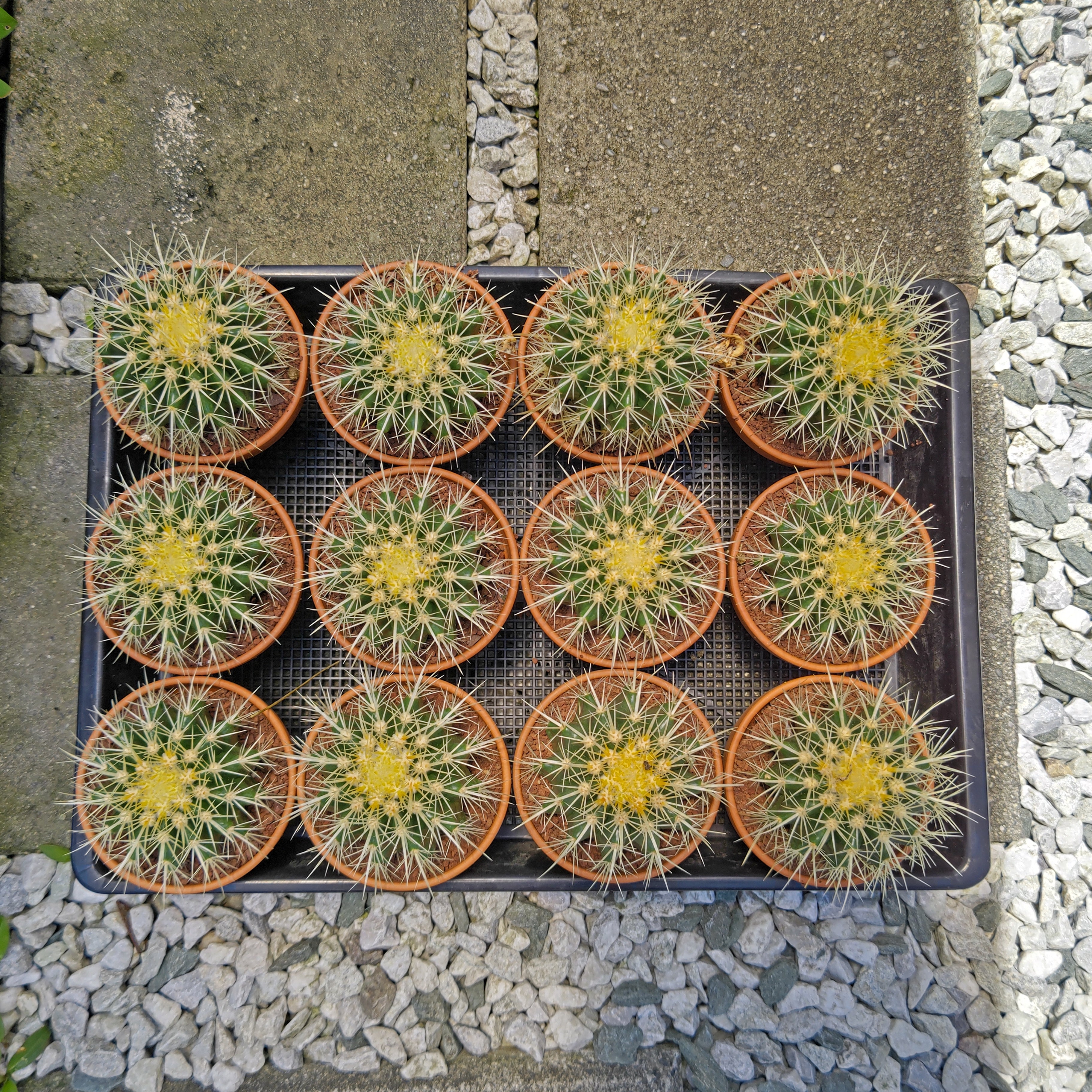 金鯱 キンシャチ 4号 素焼鉢 逸品 本物 観葉植物 ロックガーデン