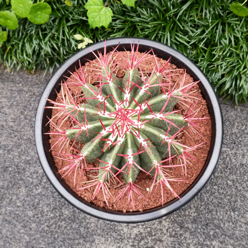 サボテン 赤鳳 8号 セキホウ フェロカクタス 美株 リュウゼツラン 多肉植物 観葉植物 インテリア ギフト プレゼント 母の日 父の日 敬老の日 結婚記念日 引越し祝い 風水