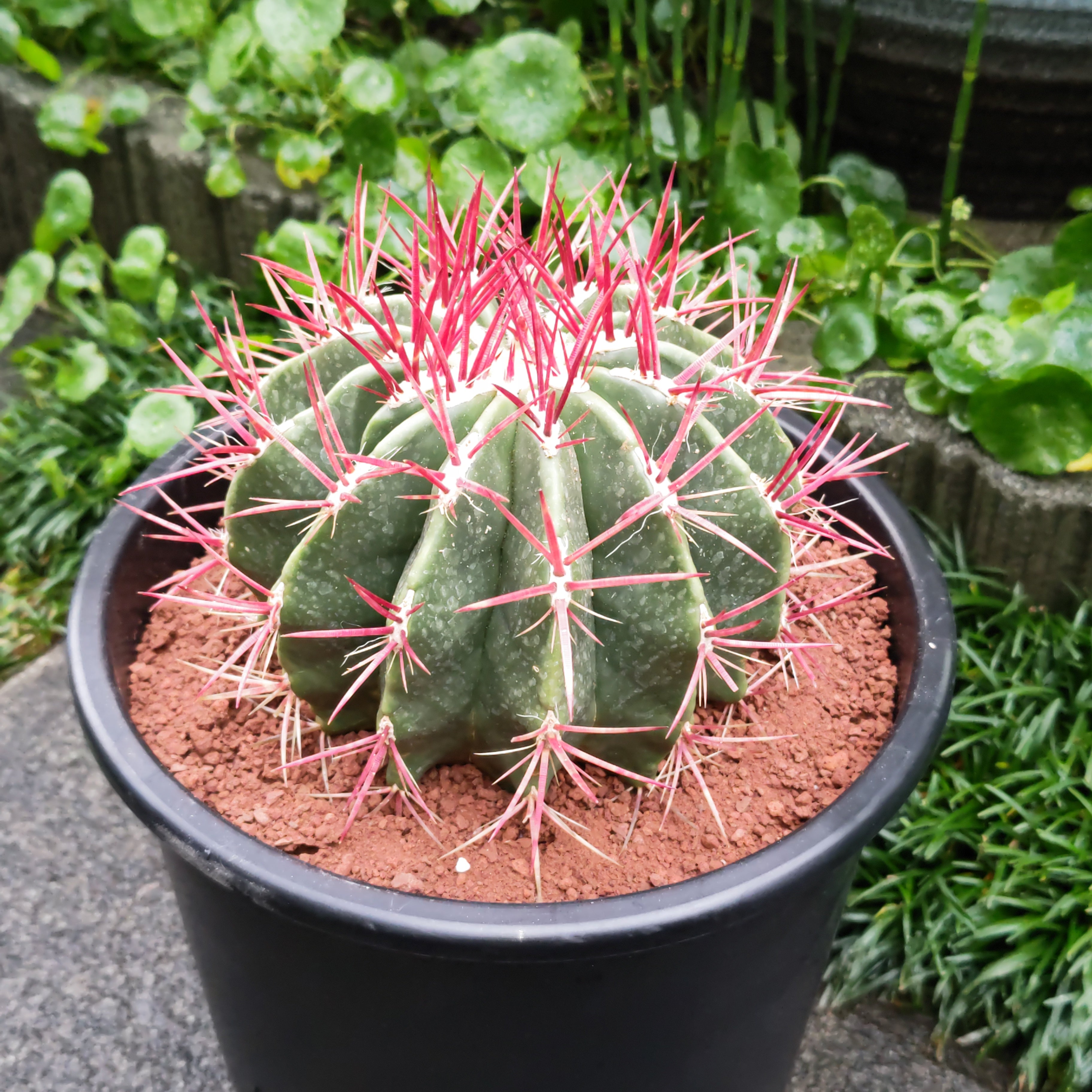 サボテン 赤鳳 8号 セキホウ フェロカクタス 美株 リュウゼツラン 多肉植物 観葉植物 インテリア ギフト プレゼント 母の日 父の日 敬老の日 結婚記念日 引越し祝い 風水