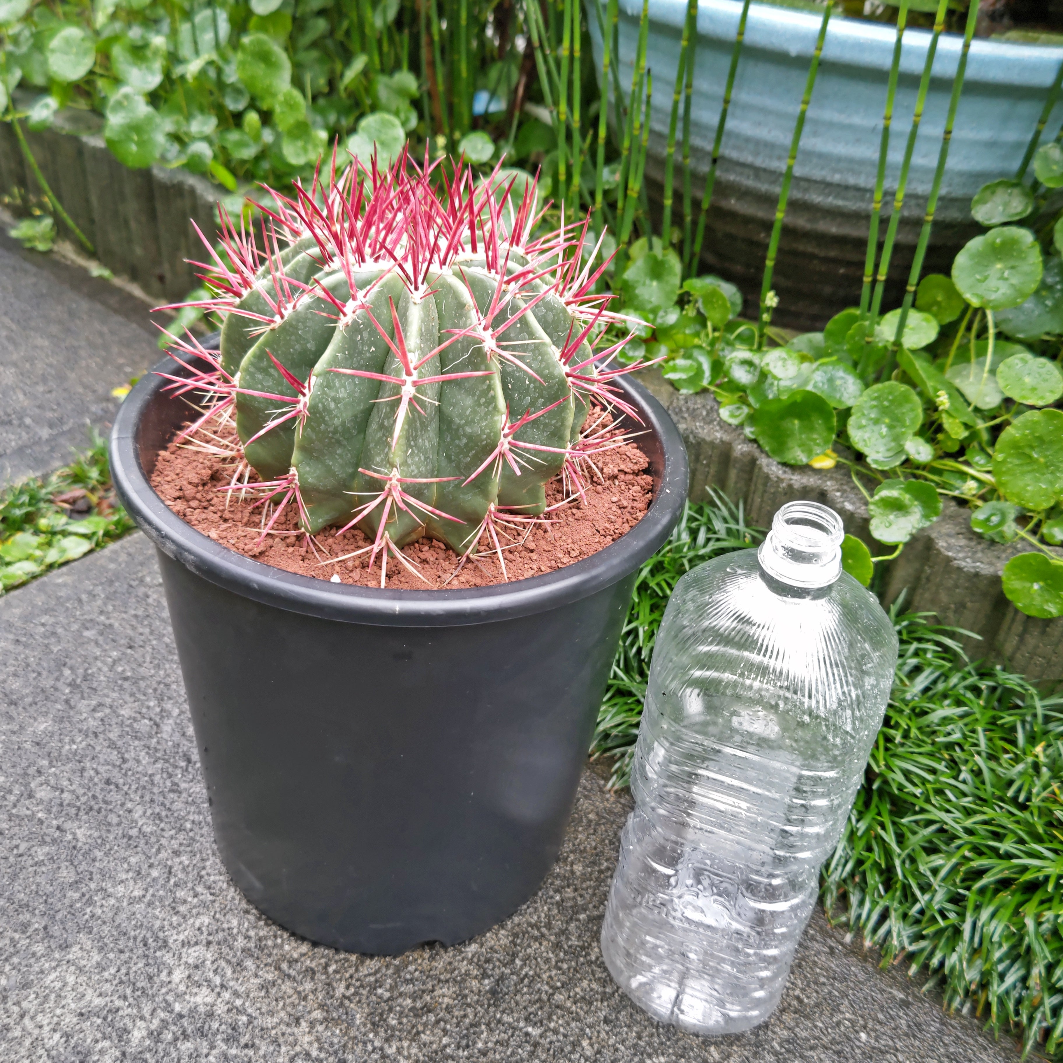 サボテン 赤鳳 8号 セキホウ フェロカクタス 美株 リュウゼツラン 多肉植物 観葉植物 インテリア ギフト プレゼント 母の日 父の日 敬老の日 結婚記念日 引越し祝い 風水