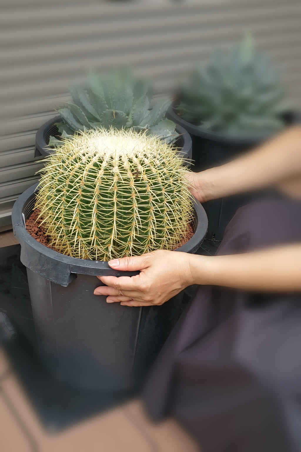 サボテン 金鯱 12号 特特大サイズ ロックガーデン 観葉植物 アガベ インテリア 園芸