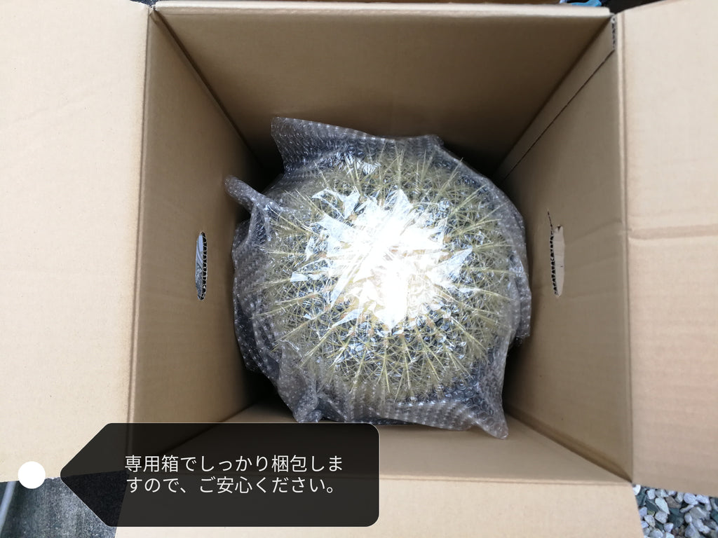 サボテン 金鯱 12号 特特大サイズ ロックガーデン 観葉植物 アガベ インテリア 園芸