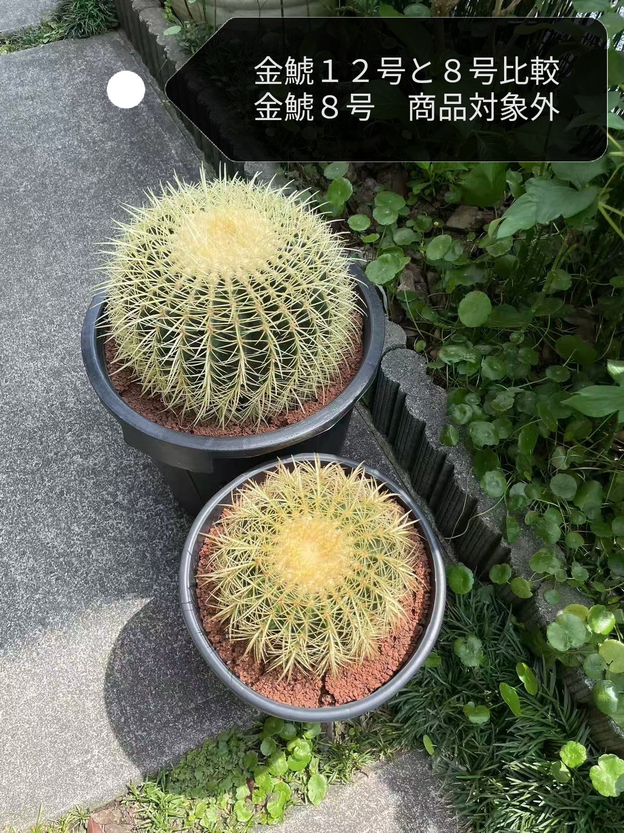 サボテン 金鯱 12号 特特大サイズ ロックガーデン 観葉植物 アガベ