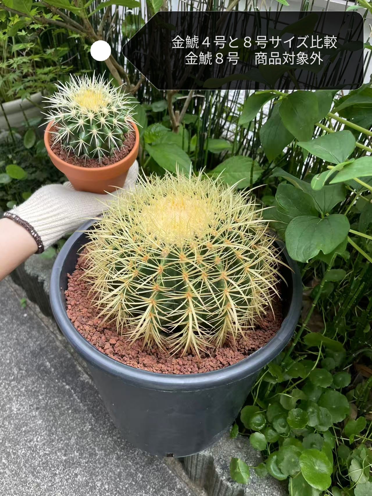 金鯱 キンシャチ 4号 素焼鉢 逸品 本物 観葉植物 ロックガーデン