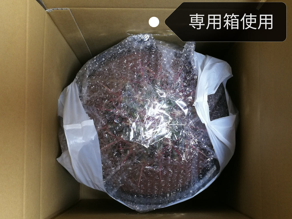 サボテン 赤鳳 8号 セキホウ フェロカクタス 美株 リュウゼツラン 多肉植物 観葉植物 インテリア ギフト プレゼント 母の日 父の日 敬老の日 結婚記念日 引越し祝い 風水