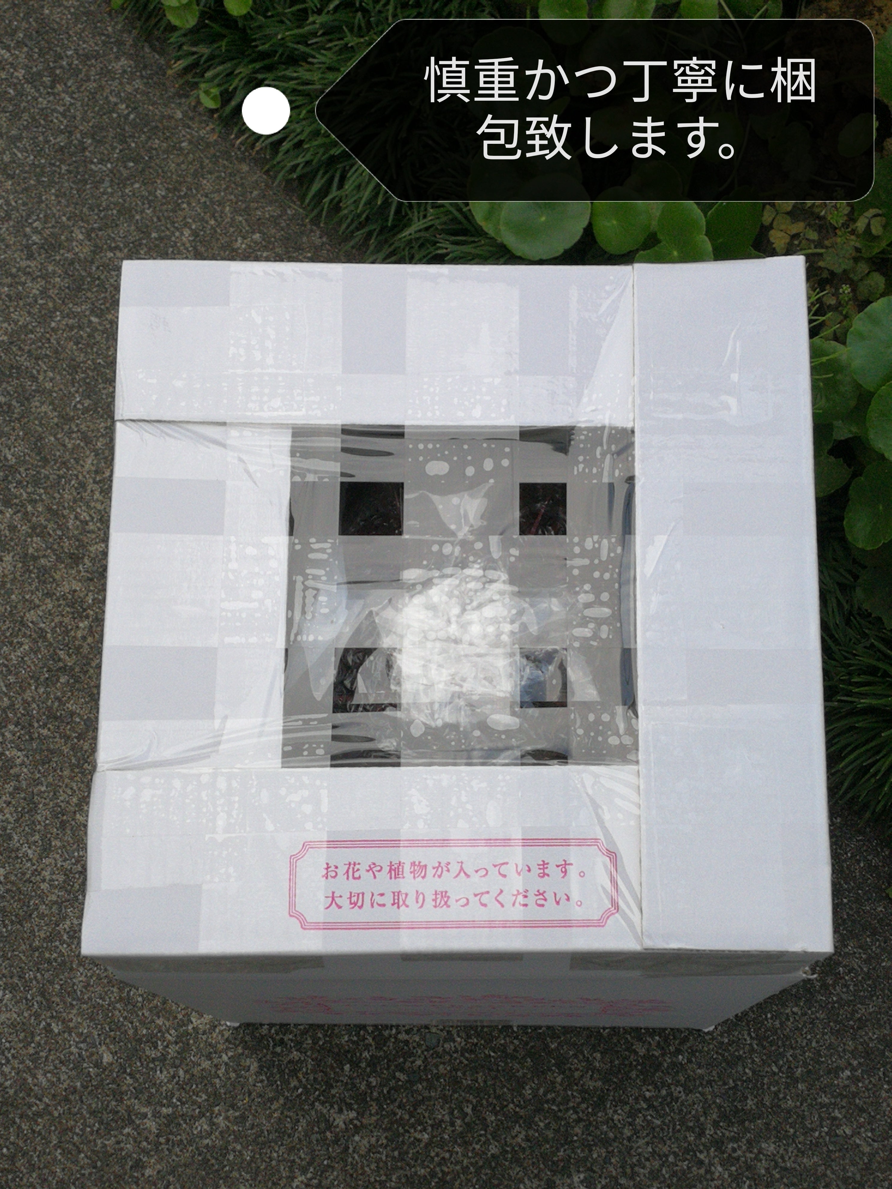サボテン 赤鳳 8号 セキホウ フェロカクタス 美株 リュウゼツラン 多肉