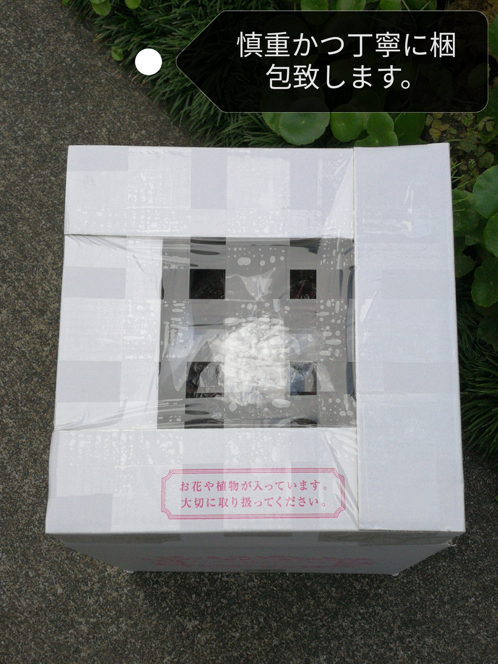 サボテン 赤鳳 8号 セキホウ フェロカクタス 美株 リュウゼツラン 多肉植物 観葉植物 インテリア ギフト プレゼント 母の日 父の日 敬老の日 結婚記念日 引越し祝い 風水