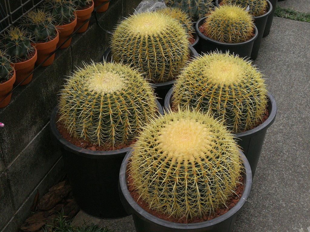 サボテン 金鯱 12号 特特大サイズ ロックガーデン 観葉植物 アガベ インテリア 園芸