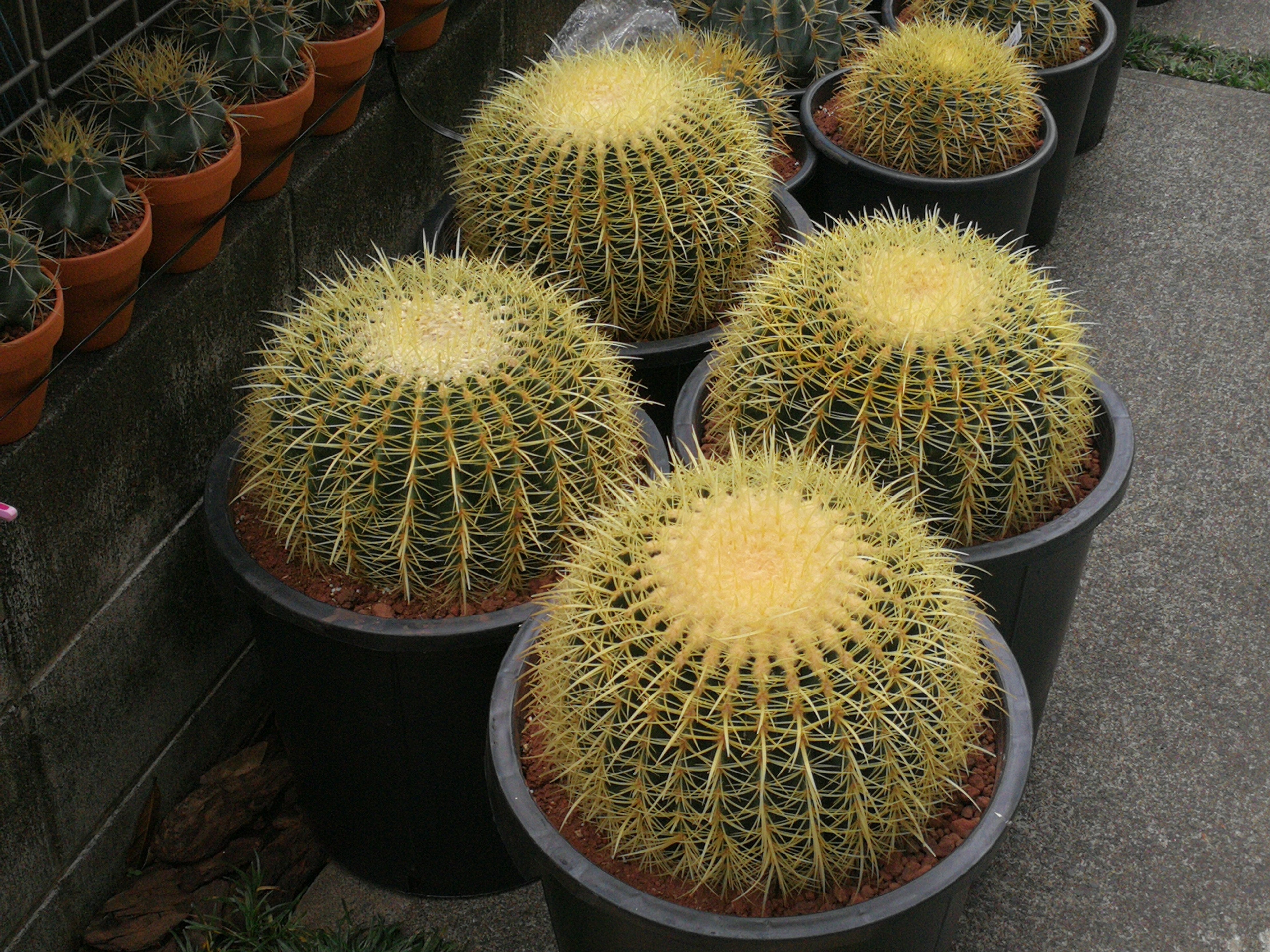 サボテン 金鯱 12号 特特大サイズ ロックガーデン 観葉植物 アガベ インテリア 園芸