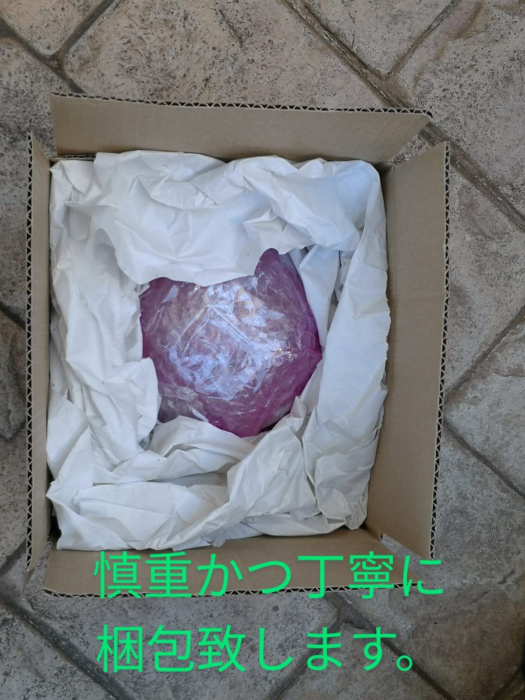 金鯱 キンシャチ 4号 素焼鉢 逸品 本物 観葉植物 ロックガーデン サボテン