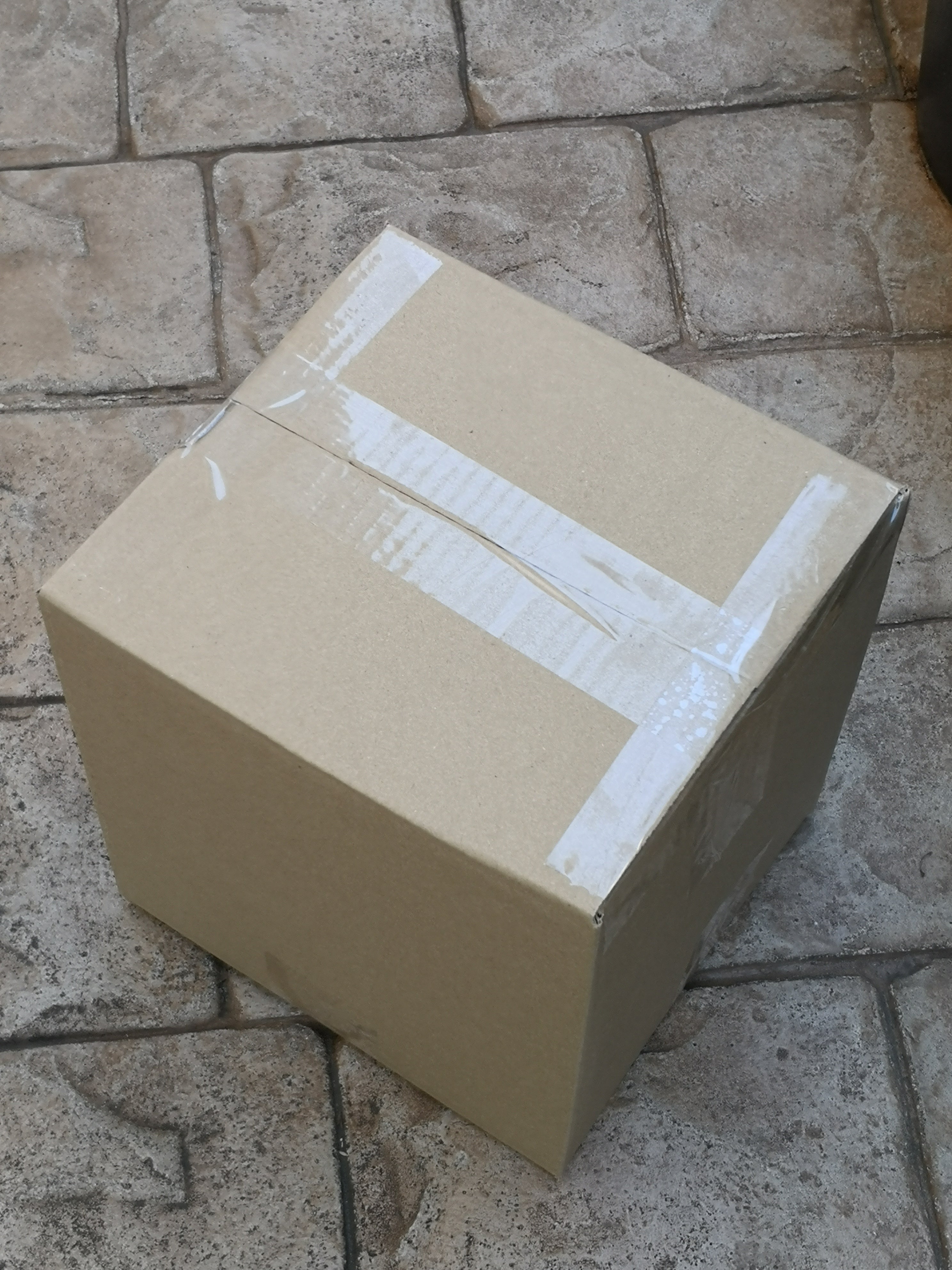 金鯱 キンシャチ 4号 素焼鉢 逸品 本物 観葉植物 ロックガーデン サボテン