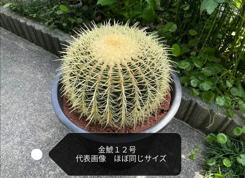サボテン 金鯱 12号 特特大サイズ ロックガーデン 観葉植物 アガベ インテリア 園芸