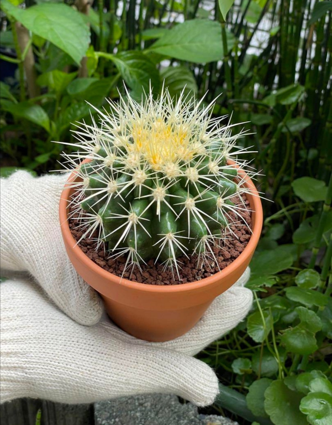 金鯱 キンシャチ 4号 素焼鉢 逸品 本物 観葉植物 ロックガーデン