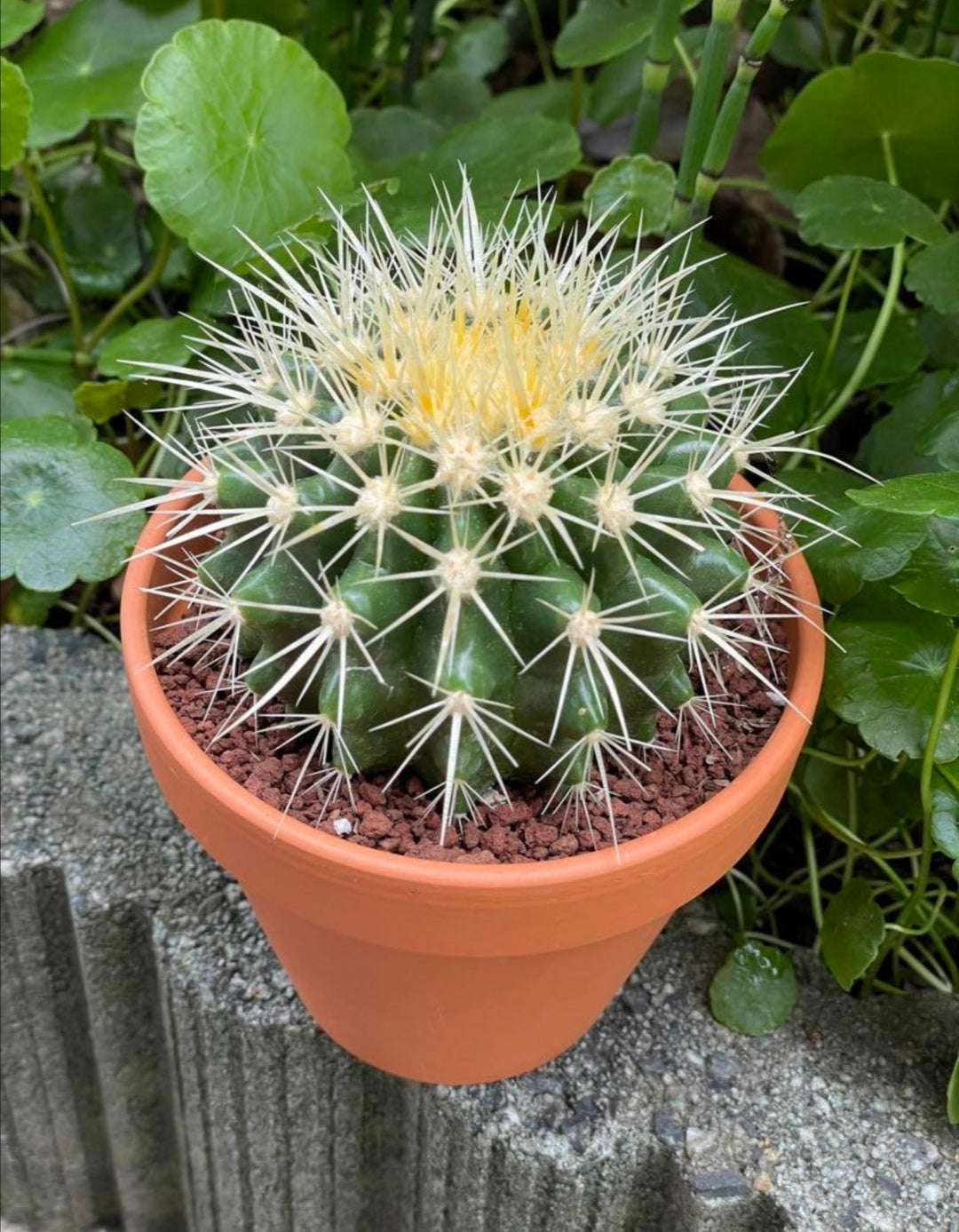 観葉植物 – WinTouch直営店