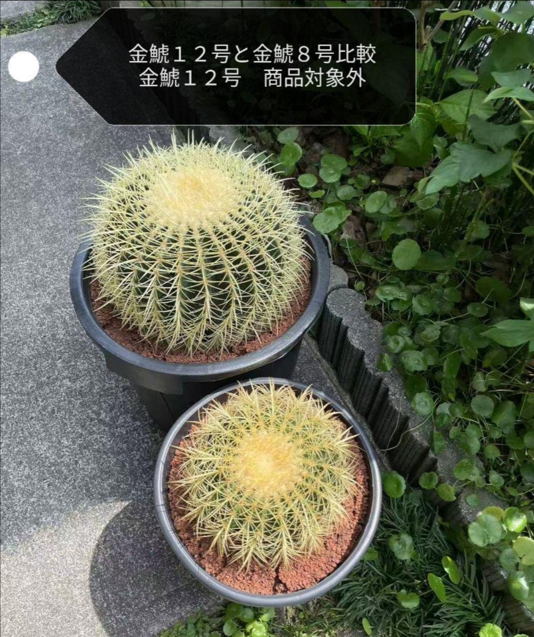 サボテン 金鯱 8号 大サイズ ロックガーデン 観葉植物 アガベ インテリア 園芸