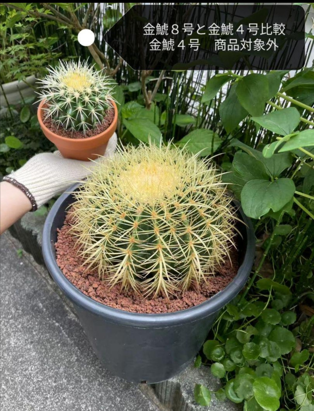 サボテン 金鯱 8号 サイズ ロックガーデン 観葉植物 アガベ インテリア