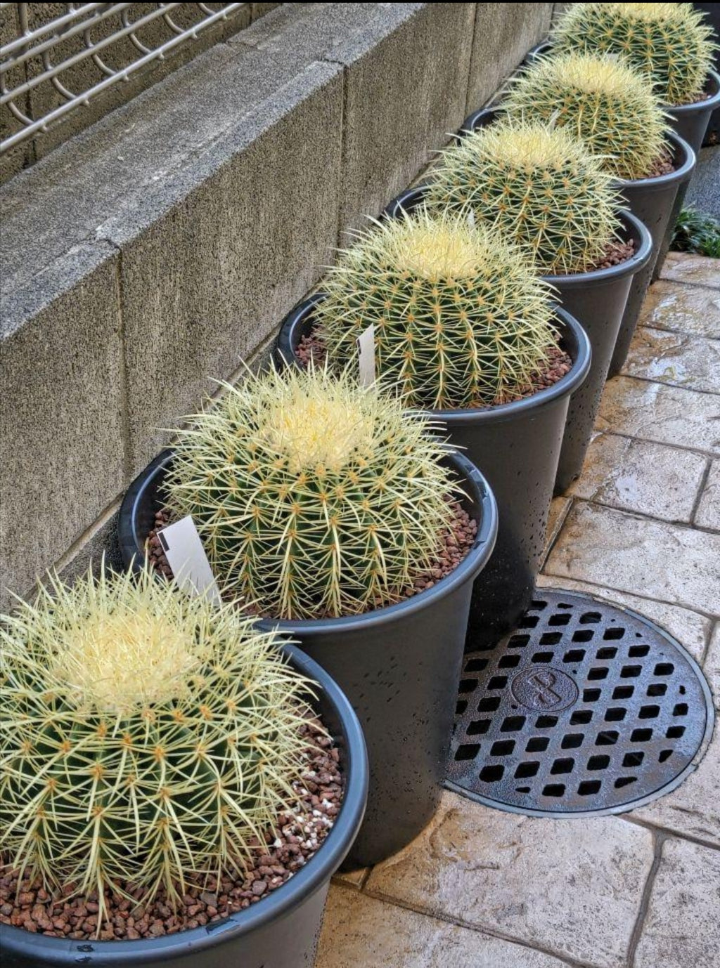 サボテン 金鯱 8号 サイズ ロックガーデン 観葉植物 アガベ インテリア 園芸