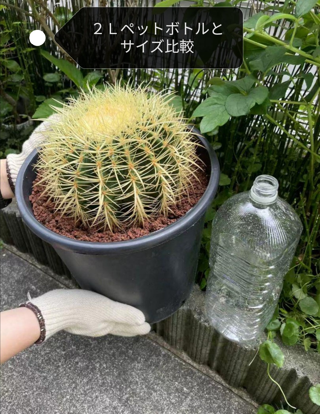 サボテン 金鯱 8号 大サイズ ロックガーデン 観葉植物 アガベ インテリア 園芸