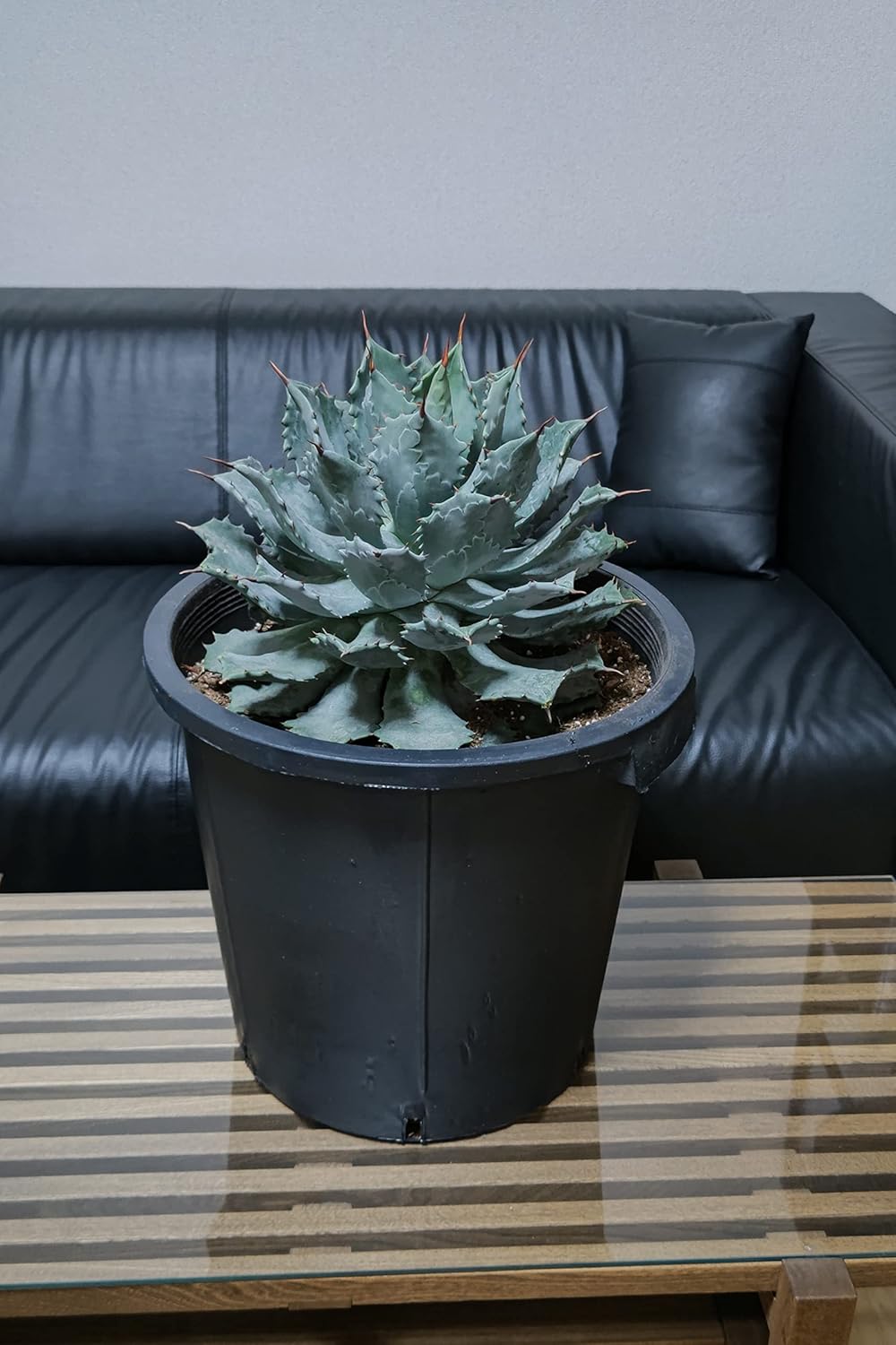 アガベ 雷神 12号 特特大 サイズ ロックガーデン 観葉植物 サボテン インテリア 園芸