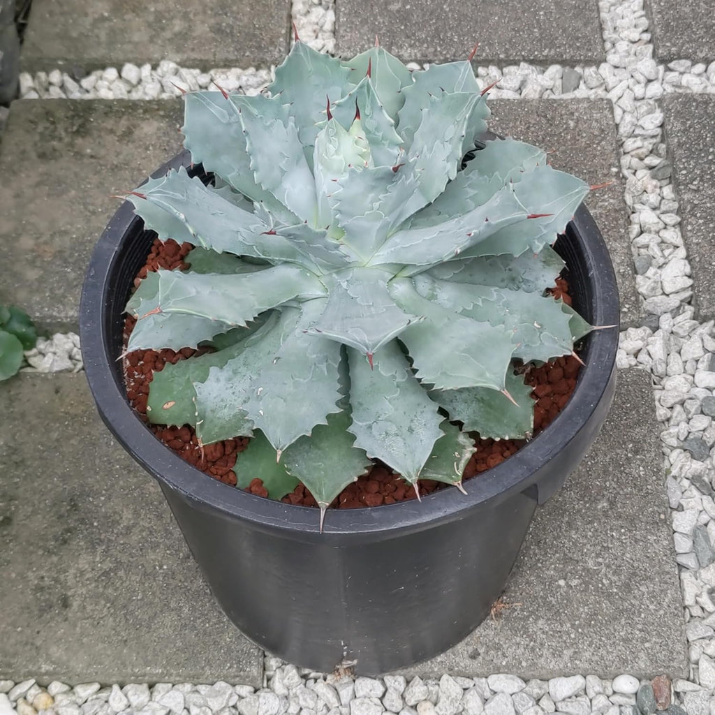 アガベ 雷神 12号 特特大 サイズ ロックガーデン 観葉植物 サボテン インテリア 園芸