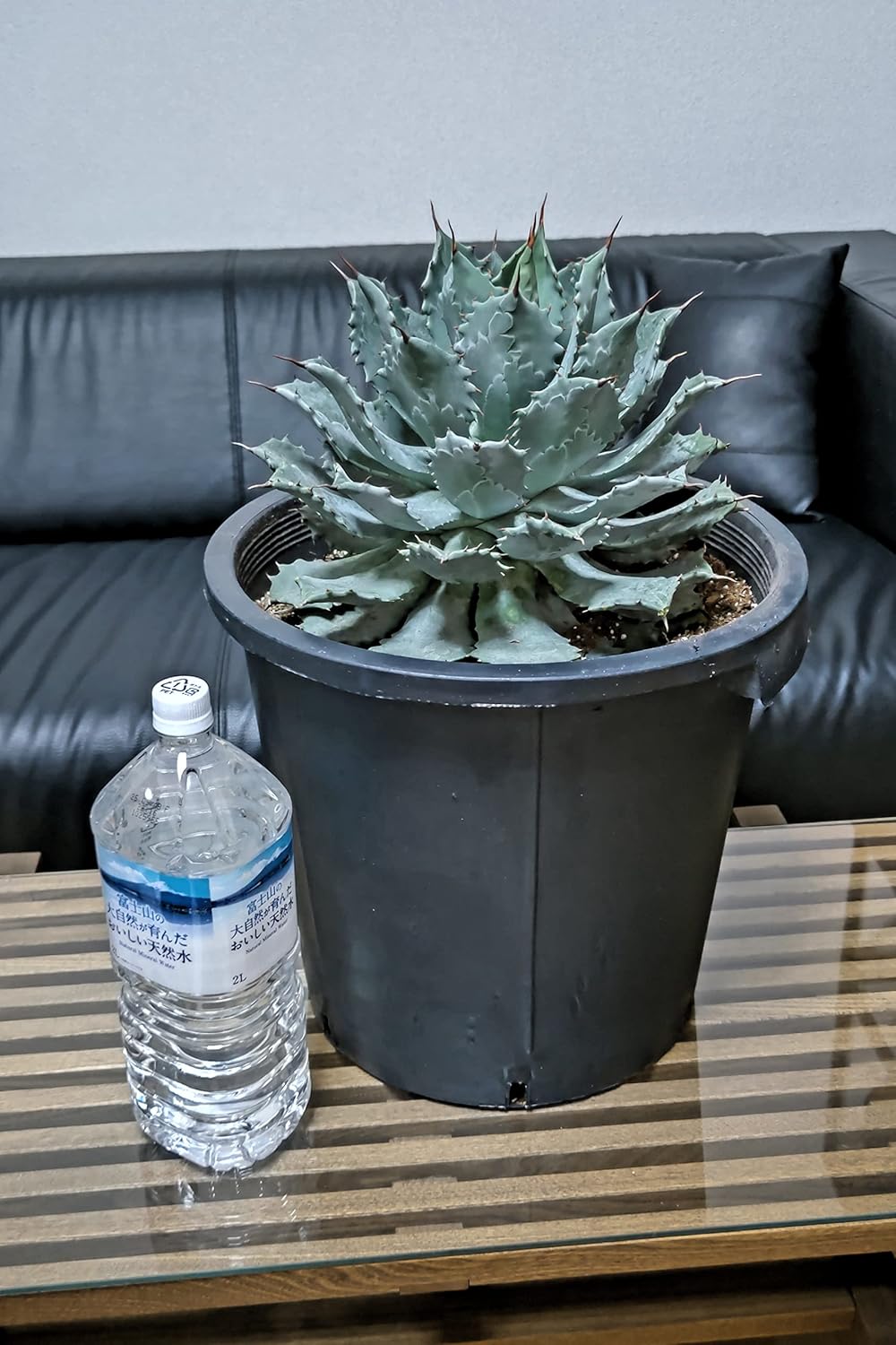 アガベ 雷神 12号 特特大 サイズ ロックガーデン 観葉植物 サボテン インテリア 園芸