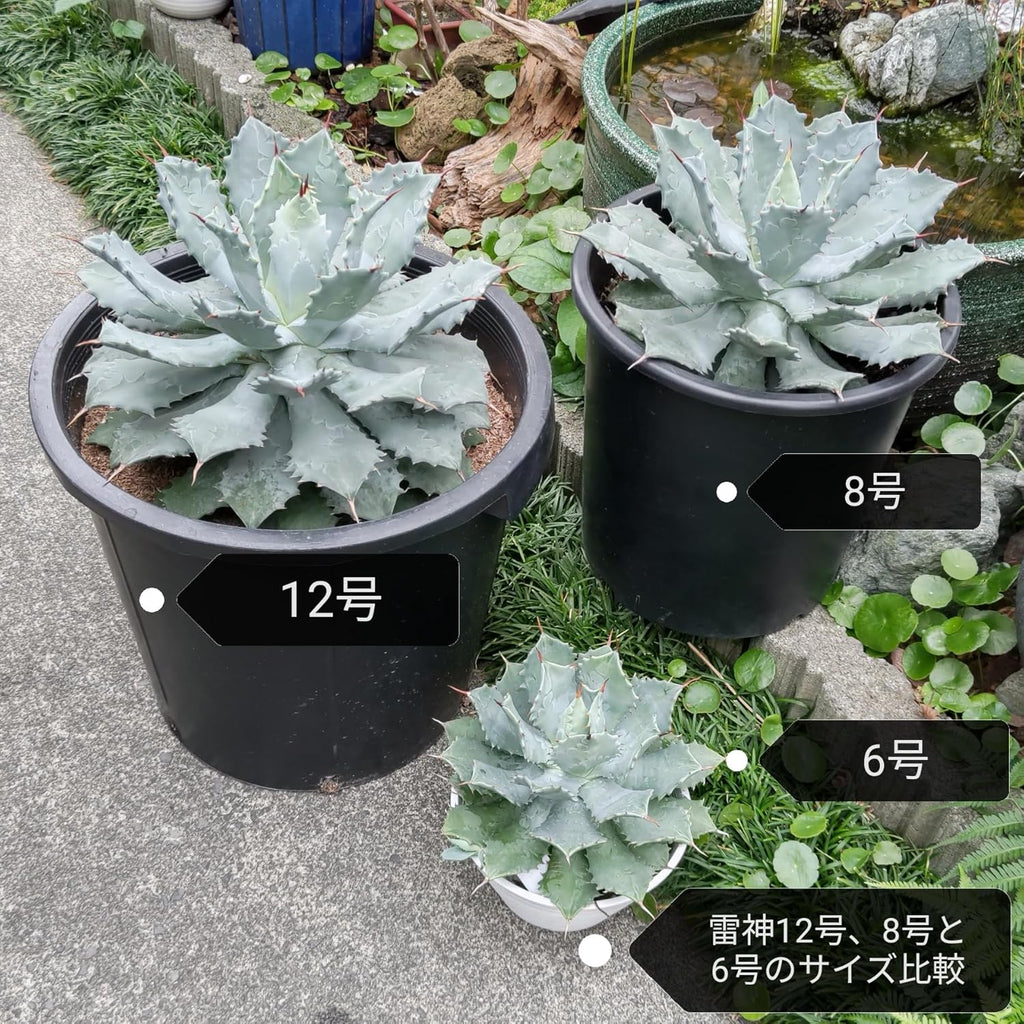 アガベ 雷神 12号 特特大 サイズ ロックガーデン 観葉植物 サボテン インテリア 園芸