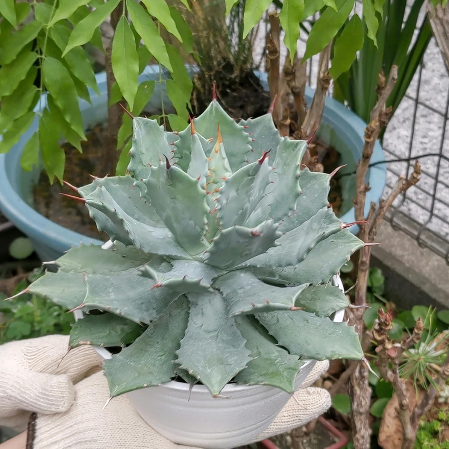 アガベ 雷神 8号 と雷神6号と金鯱5号 観葉植物 – WinTouch直営店