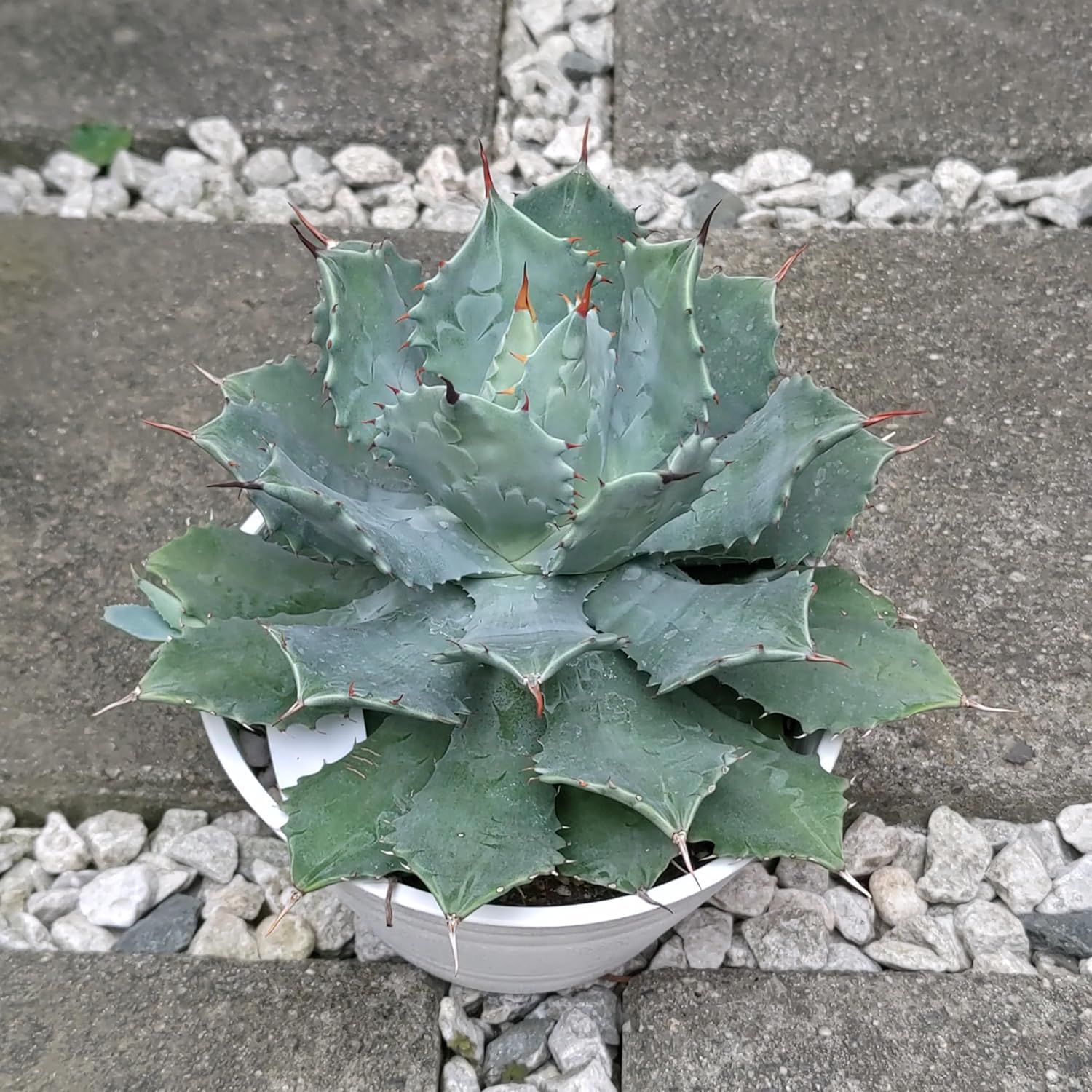 観葉植物 – WinTouch直営店